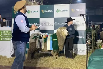 Vendas de ovinos na Expointer somam R$ 887,9 mil, e Arco projeta mercado aquecido nas feiras de verão