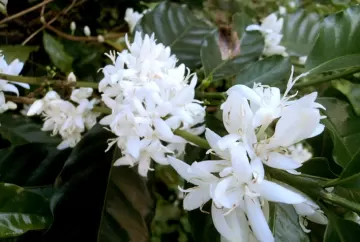 Chuvas favorecem floradas do café no Brasil e pressionam preços do arábica em Nova York