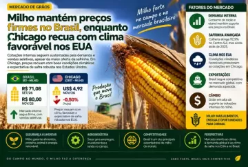 Milho mantém preços firmes no Brasil, enquanto Chicago recua com clima favorável nos EUA