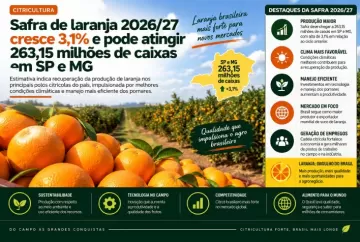 Safra de laranja 2026/27 cresce 3,1% e pode atingir 263,15 milhões de caixas em SP e MG