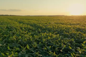 Manejo fitossanitário eficiente aumenta produtividade e sustentabilidade no campo