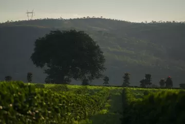 Região do Cerrado Mineiro lança prêmio de R$ 40 mil para cafeicultura regenerativa
