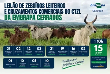 Embrapa realiza leilão on-line com 132 bovinos das raças Gir Leiteiro, Sindi e Guzerá