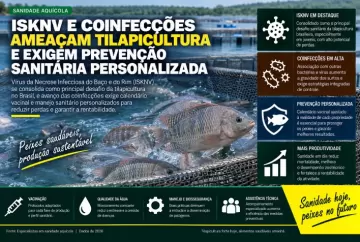 ISKNV e coinfecções ameaçam tilapicultura e exigem prevenção sanitária personalizada