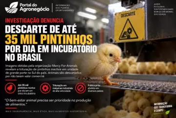 Investigação denuncia descarte de até 35 mil pintinhos por dia em incubatório no Brasil