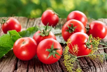 Controle de pragas e bioestimulantes ganham destaque na produção de tomate de mesa