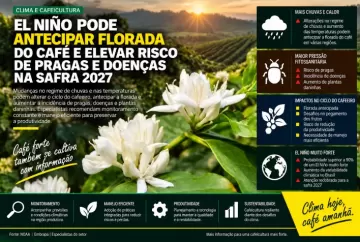 El Niño pode antecipar florada do café e elevar risco de pragas e doenças na safra 2027