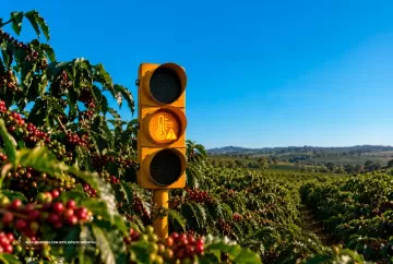 El Niño ameaça produtividade e qualidade do café na safra 2026/27