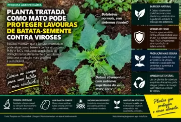Planta tratada como mato pode proteger lavouras de batata-semente contra viroses