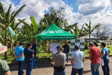 Bananicultura em Santa Catarina avança com novas práticas de manejo e pós-colheita