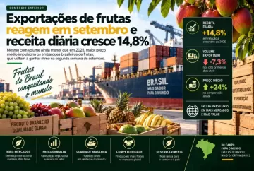 Exportações de frutas reagem em setembro e receita diária cresce 14,8%