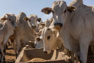 Arroba valorizada e milho favorável abrem janela para intensificar terminação de bovinos a pasto
