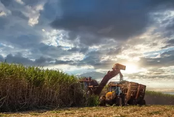 Programa Cana IAC avalia 60% da área colhida no Brasil e premia usinas mais produtivas