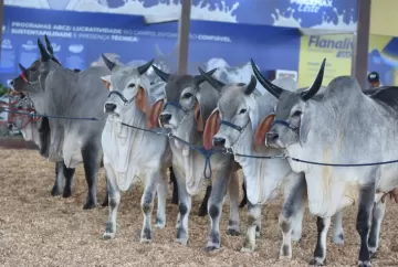 Exposição Nacional do Guzerá abre inscrições para animais e destaca genética bovina em Uberaba