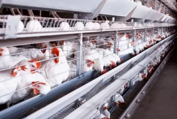 Calor extremo ameaça produtividade e rentabilidade da avicultura com avanço do El Niño
