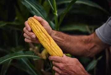 Bayer lança nove híbridos de milho para enfrentar clima adverso e doenças nas lavouras
