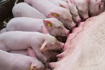 Perdas gestacionais reduzem número de leitões e pressionam rentabilidade na suinocultura