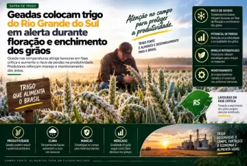 Geadas colocam trigo do Rio Grande do Sul em alerta durante floração e enchimento dos grãos