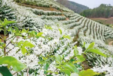 Clima favorável e primeiras floradas elevam expectativa para safra de café 2027/28