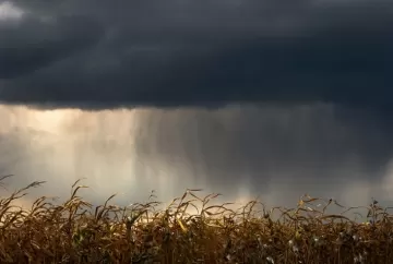 Chuvas avançam no Brasil, mas irregularidade ameaça plantio da soja e trigo no Sul