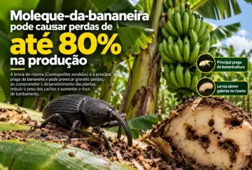 Moleque-da-bananeira pode causar perdas de até 80% na produção