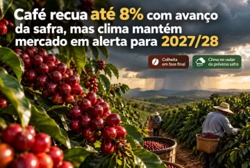 Café recua até 8% com avanço da safra, mas clima mantém mercado em alerta para 2027/28