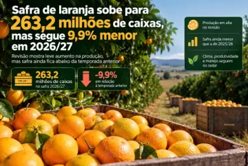Safra de laranja sobe para 263,2 milhões de caixas, mas segue 9,9% menor em 2026/27