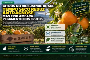 Citros no Rio Grande do Sul: tempo seco reduz antracnose, mas frio ameaça pegamento dos frutos