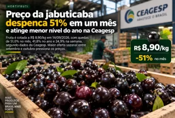 Preço da jabuticaba despenca 51% em um mês e atinge menor nível do ano na Ceagesp