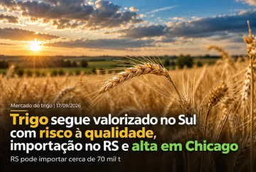 Trigo segue valorizado no Sul com risco à qualidade, importação no RS e alta em Chicago