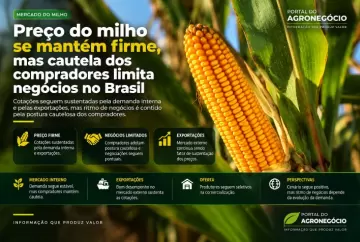 Preço do milho se mantém firme, mas cautela dos compradores limita negócios no Brasil