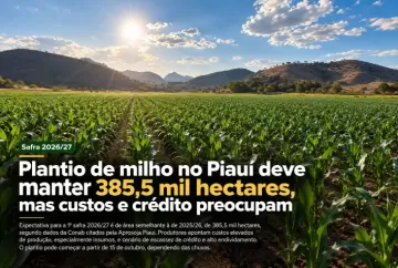 Plantio de milho no Piauí deve manter 385,5 mil hectares, mas custos e crédito preocupam