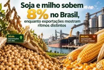 Soja e milho sobem 8% no Brasil, enquanto exportações mostram ritmos distintos
