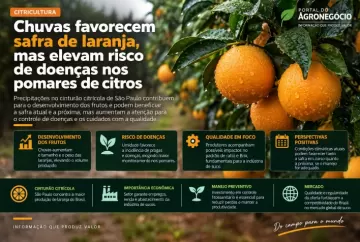 Chuvas favorecem safra de laranja, mas elevam risco de doenças nos pomares de citros