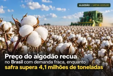Preço do algodão recua no Brasil com demanda fraca, enquanto safra supera 4,1 milhões de toneladas