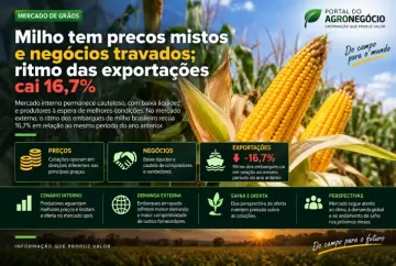 Milho tem preços mistos e negócios travados; ritmo das exportações cai 16,7%