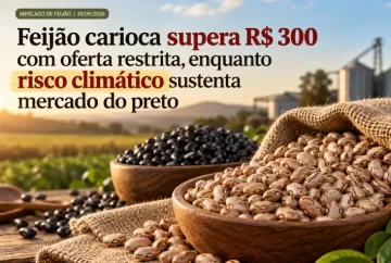 Feijão carioca supera R$ 300 com oferta restrita, enquanto risco climático sustenta mercado do preto