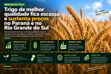 Trigo de melhor qualidade fica escasso e sustenta preços no Paraná e no Rio Grande do Sul