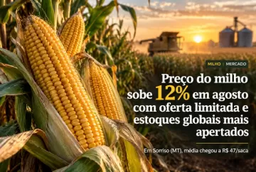 Preço do milho sobe 12% em agosto com oferta limitada e estoques globais mais apertados