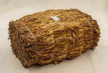 Tabaco brasileiro conclui pré-inspeção para exportação à China sem registro de pragas
