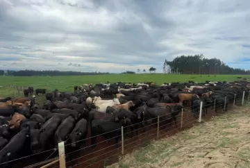 Pecuária intensiva exige mais reservas de alimento diante de extremos climáticos