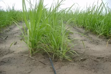 Irrigação por gotejamento pode elevar produtividade da cana-de-açúcar em até 50%