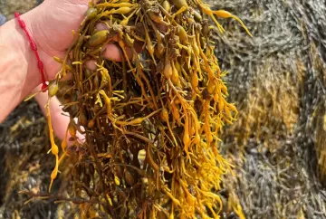 Excesso de chuvas aumenta estresse nas lavouras e exige atenção no manejo