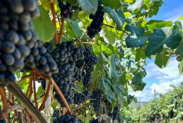 Nebbiolo e Marzemino passam por testes na Serra Gaúcha para revelar potencial de novos vinhos
