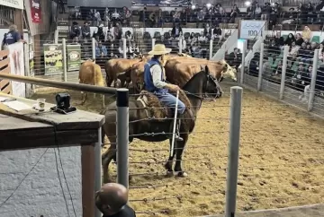 Genética bovina ganha protagonismo nos remates de primavera de Hereford e Braford