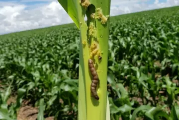 Barreira Spodoptera ganha força para conter avanço da lagarta da soja ao milho e algodão