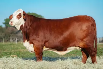 Hereford e Braford movimentam R$ 2,6 milhões e respondem por 75,6% dos negócios bovinos na Expointer 2026