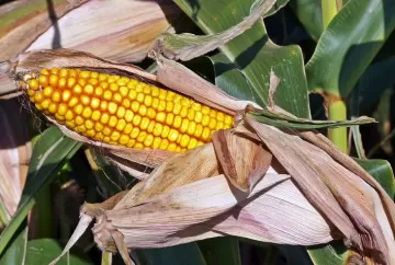 Concurso Getap Verão 2026/27 abre inscrições e coloca produtividade do milho sob teste do El Niño