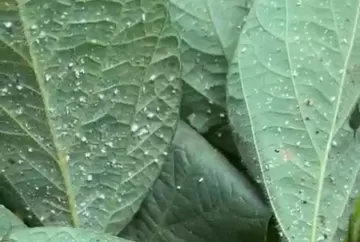 El Niño pode aumentar pressão da mosca-branca na soja e elevar risco para lavouras do Matopiba