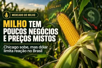 Milho tem poucos negócios e preços mistos; Chicago sobe, mas dólar limita reação no Brasil